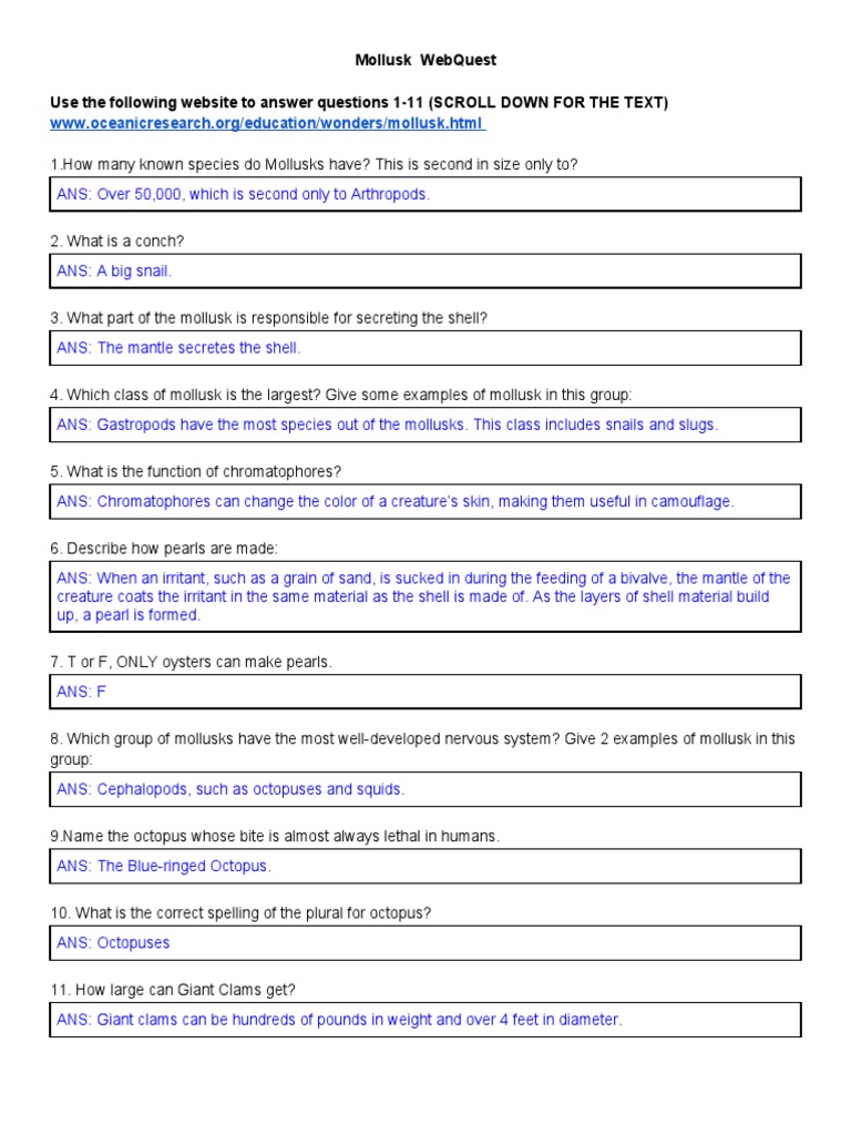 Sean Burke - Online Mollusk Webquest New | PDF | Mollusca | Octopus
