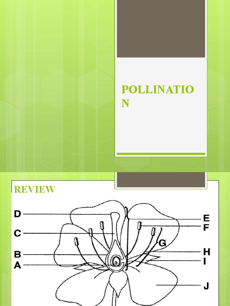 Pollination and Fertilization in Plants | PDF