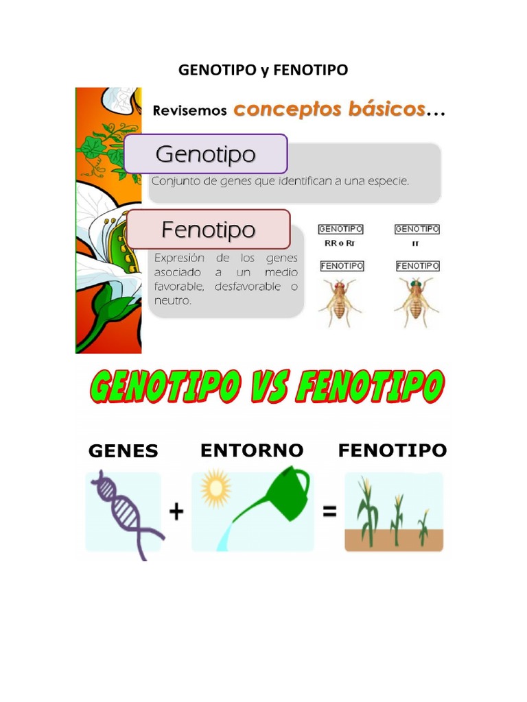 Diferencia Entre Genotipo Y Fenotipo