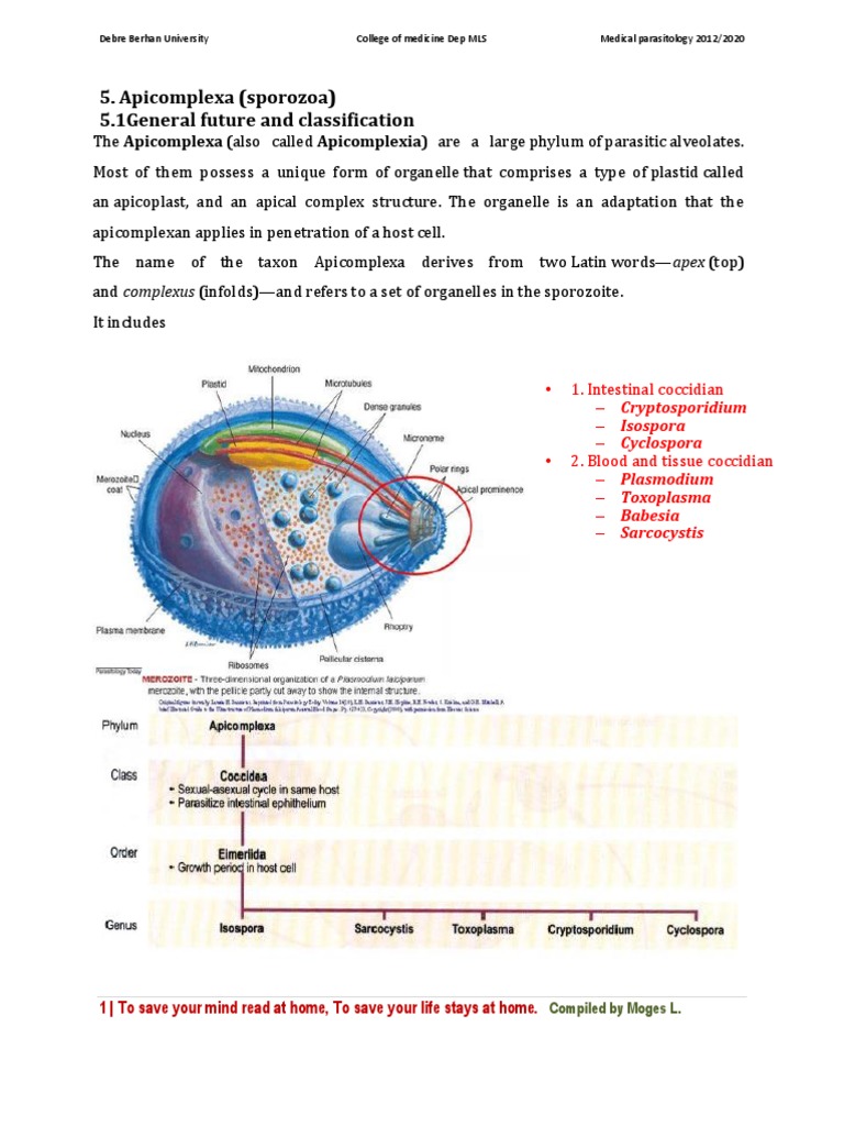 Apicomplexa (Sporozoa) 5.1general Future and Classification | PDF ...