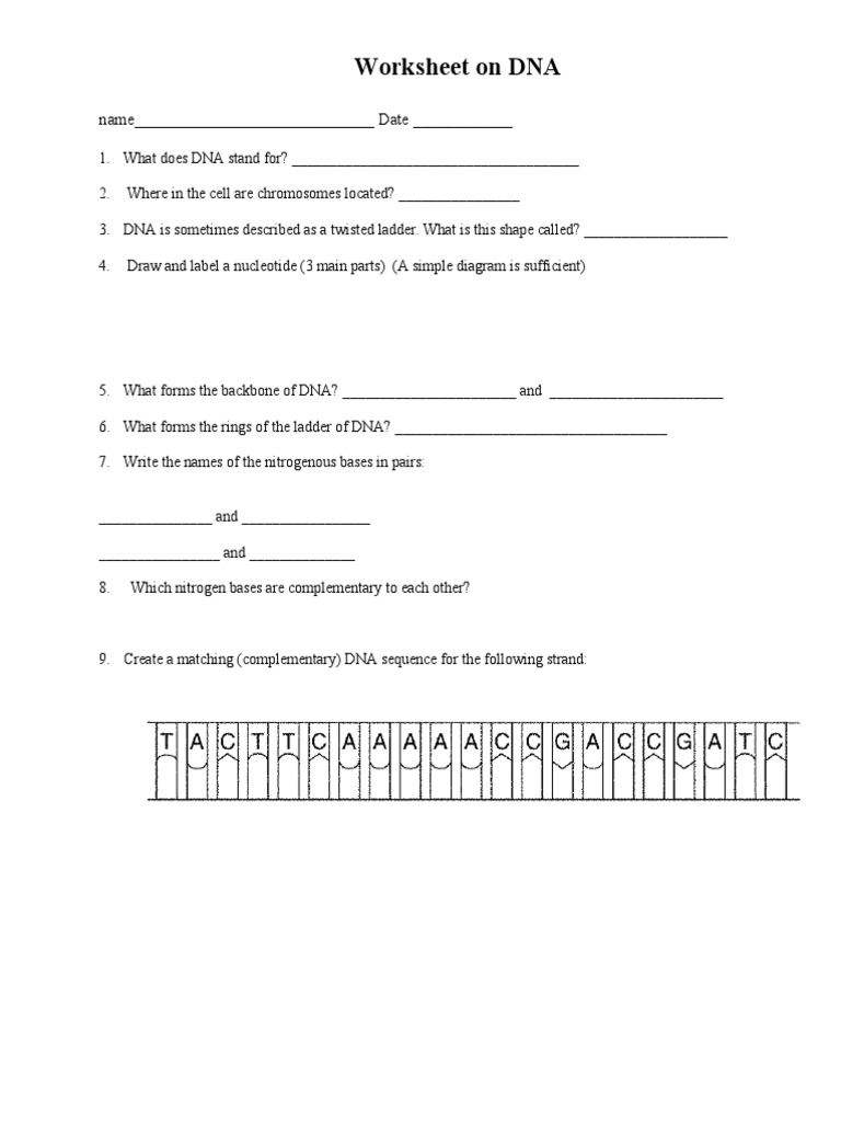 Worksheet On DNA: Name - Date | PDF
