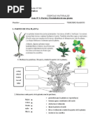 Guía N°3 Partes y Necesidades de Una Planta Ciencias Naturales Tercero Basico