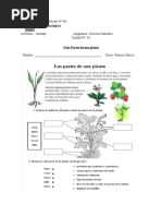 Guia Partes de Una Planta Primero Basico