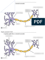 Structura Neuronului