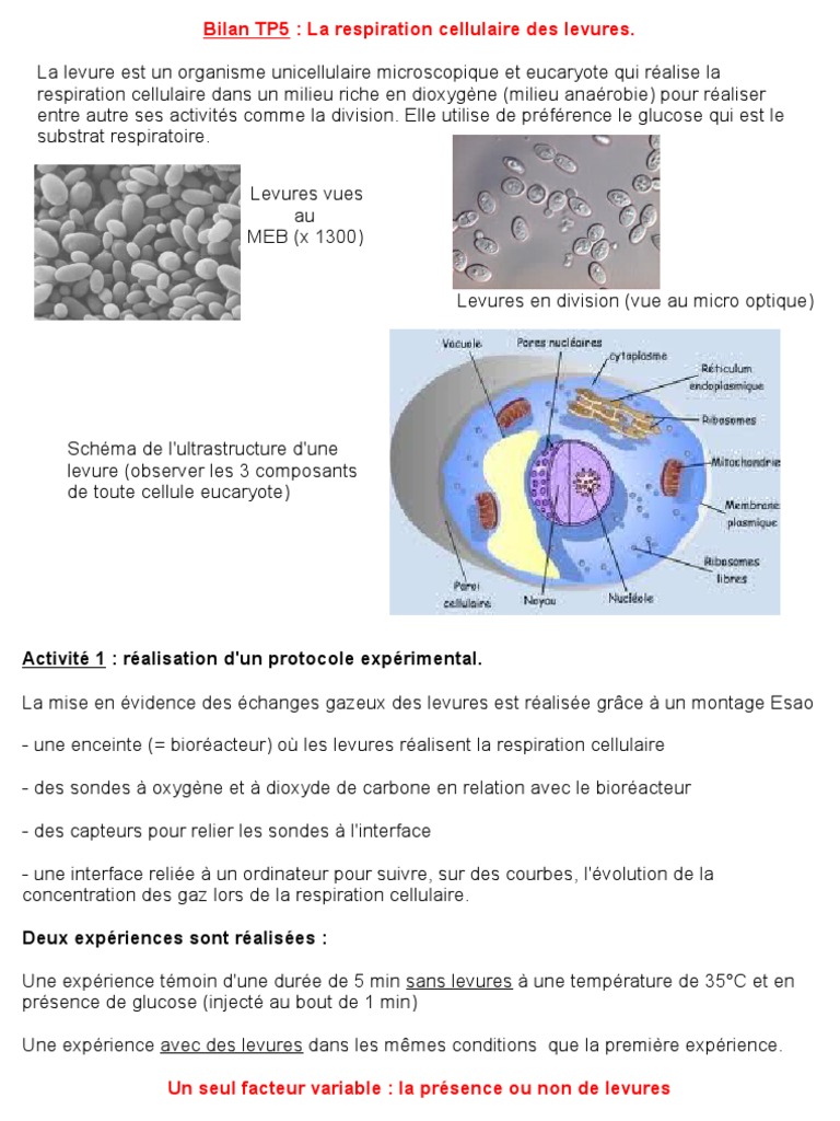 Tp Seconde Svt Métabolisme Cellulaire Corrigé PDF Sec TP5 Bilan | PDF | Levure | Respiration cellulaire