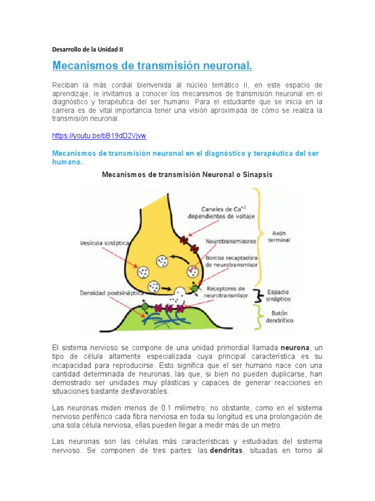 Mecanismos de Transmisión Neuronal | PDF | Sinapsis | Neurotransmisor