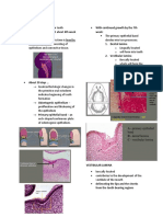 Odontogenesis Notes