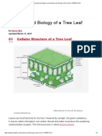 Tree Leaf Anatomy Guide