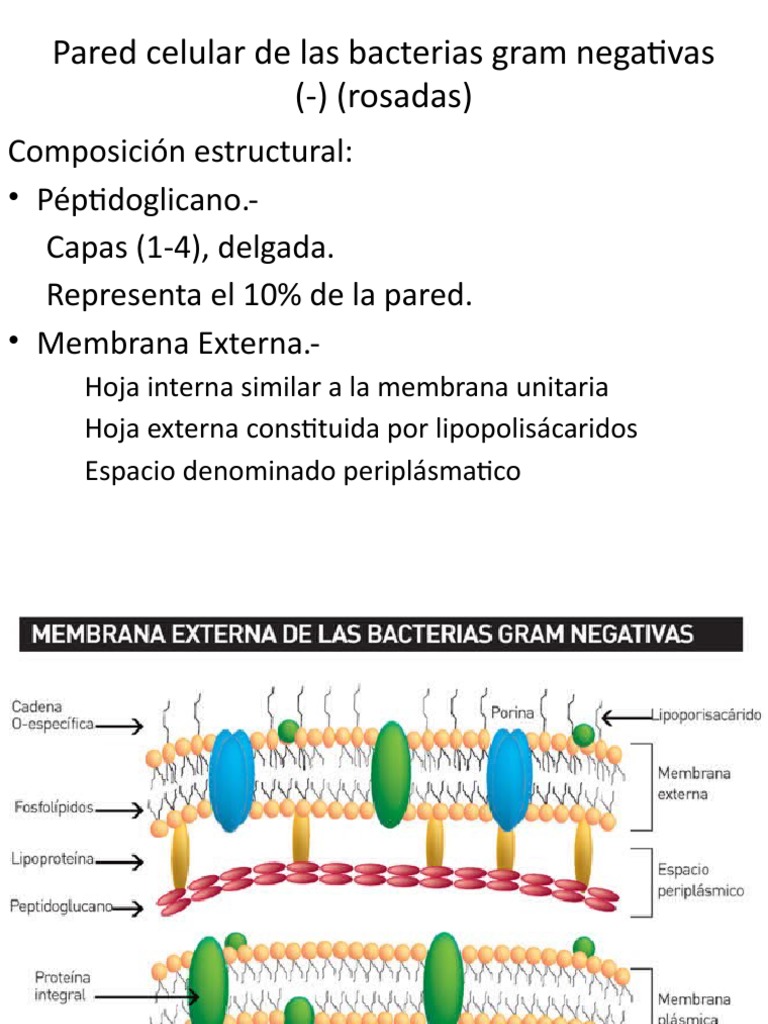 Estructura de Bacterias Gram Negativas | PDF | Las bacterias ...