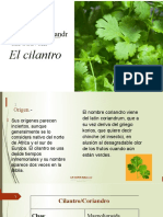 El Cilantro