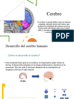 Desarrollo Del Cerebro