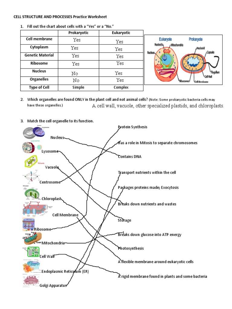 Kami Export - Cell Structure Practice (1) - 3 | PDF | Organelle | Cell  (Biology)