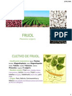 Cultivo de frijol: producción, rendimiento y manejo del cultivo