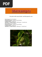 Download MALKANGNI - THE HERB THAT HEALS by Taoshobuddha SN50047674 doc pdf