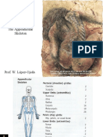 The Appendicular Skeleton: National Museum of Health and Medicine "Laura Ferguson: The Visible Skeleton Series"