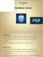 Mandibular Incisors 