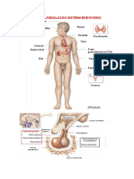 Sistema endocrino