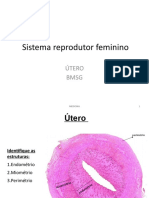 Sistema reprodutor feminino - estruturas do útero