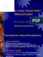 Hucreler Arasi Sinyal Iletim Mekanizmalari Yeni