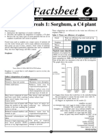 Sorghum C4 Plant Adaptations