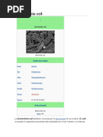 Download Escherichia coli by Yohana Gonzalez Pea SN50065209 doc pdf