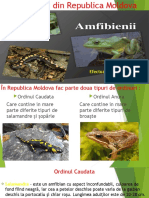 Amfibienii Din Republica Moldova