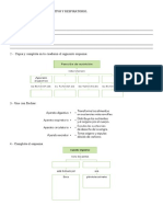 ACTIVIDADES Aparato Digestivo y Respiratorio