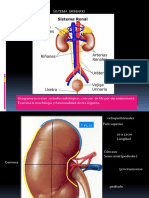 Urograma Excretor