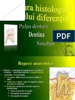Curs 8 MD, Structura histologică a dintelui diferenţiat(1)