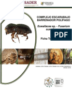 Ficha Técnica Del Escarabajo Barrenador Polífago