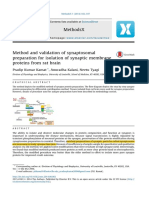 Enriched Synapse Protein Preparation Method