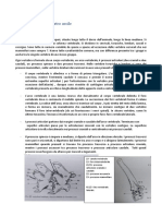 Osteologia Scheletro Assile