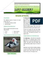 Breeds of Ducks Factsheet Web April 2014