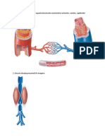 Fișa Sistem Circulator