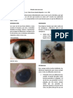 Informe Laboratorio Disección Ojo de Vaca.