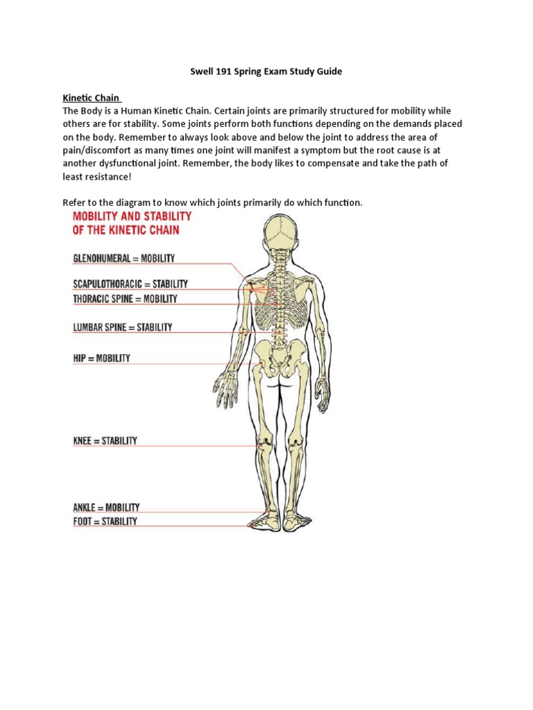 Swell 191 Spring Exam Study Guide | PDF | Strength Training | Muscle ...