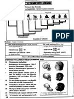 Human Evolution Theory