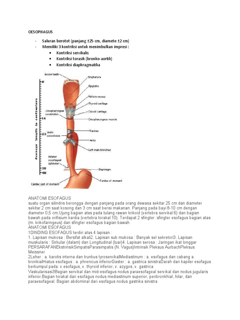 Anatomi dan Fungsi Esofagus | PDF