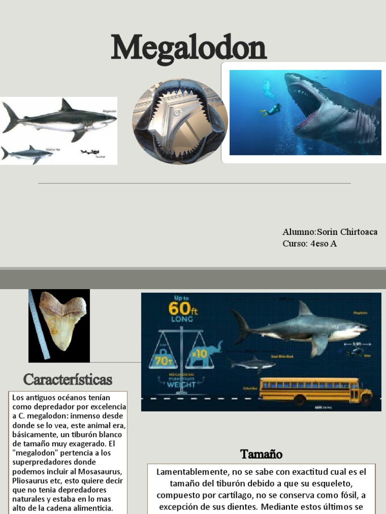 Megalodon Tiburón Underbelly — Foto de stock #189607010 © CoreyFord, image size:768x1024