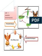 Kupu-kupu dan Ayam Metamorfosis