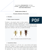 Entomologia Geral - Trabalho Sobre As Ordens 2