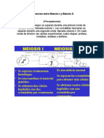 Diferencias Entre Meiosis I y Meiosis II
