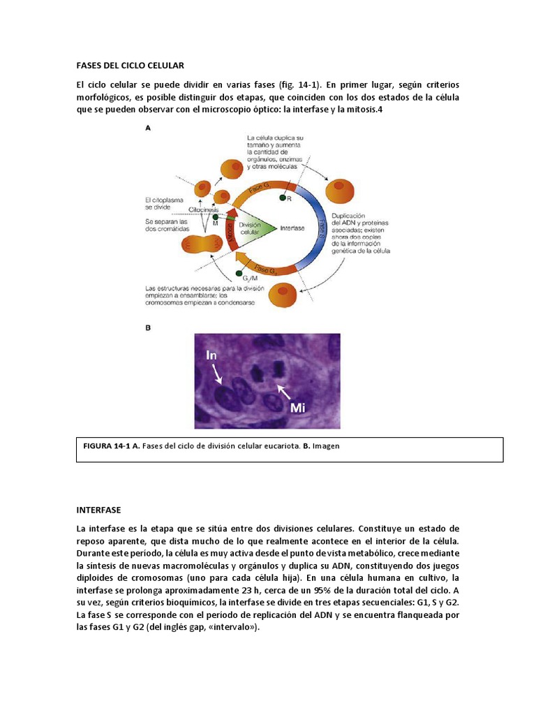 Ciclo Celular: Fases y Procesos | PDF | Mitosis | Ciclo celular
