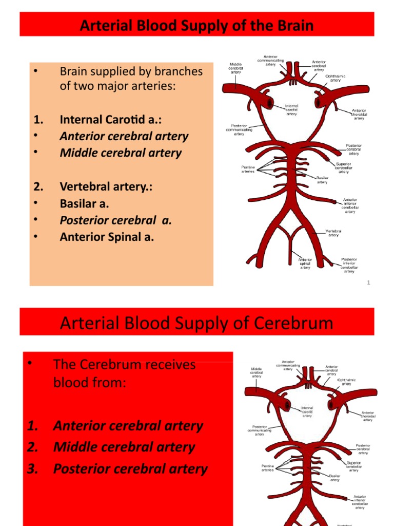 Arterial Blood Supply of The Brain: - Brain Supplied by Branches of Two ...