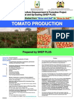 Tomato Production