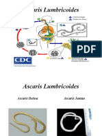 Ascaris Lumbricoides