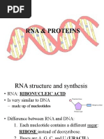 Rna Protein Synthesis