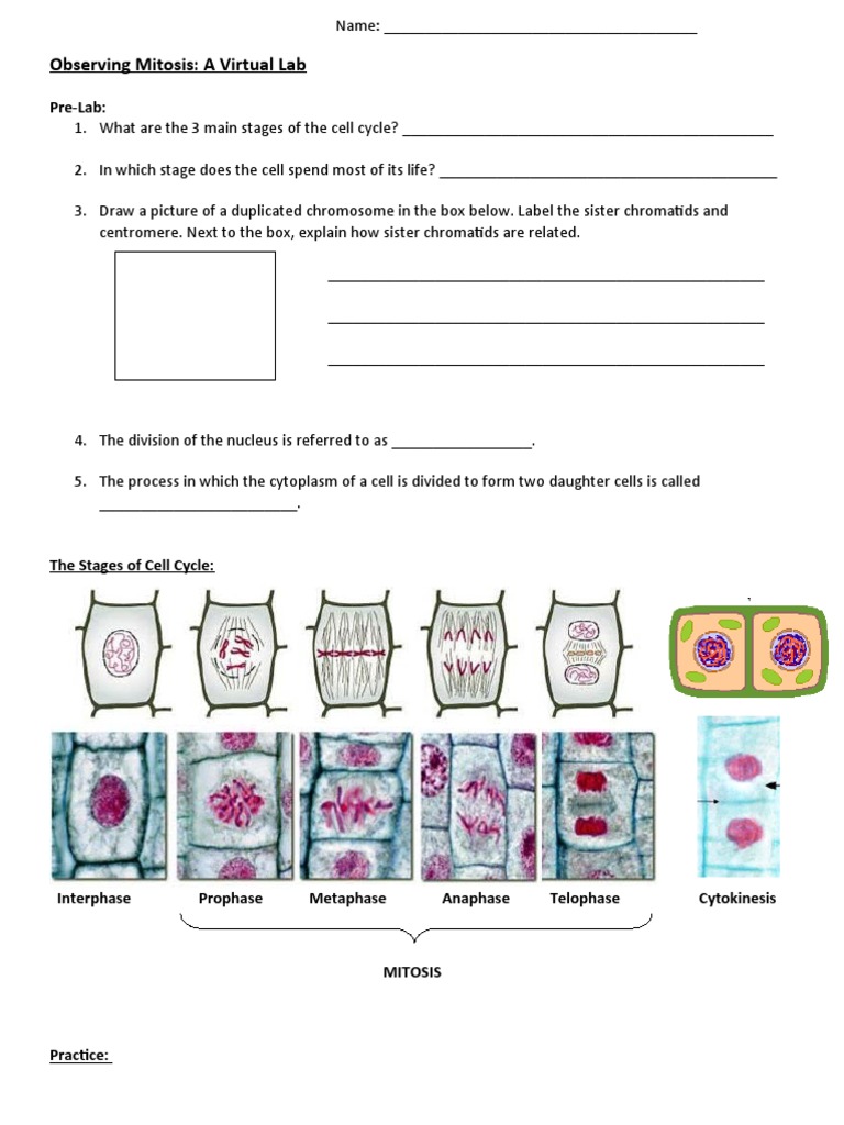 Virtual Lab: Observing Mitosis Stages | PDF | Mitosis | Organisms, image size:768x1024