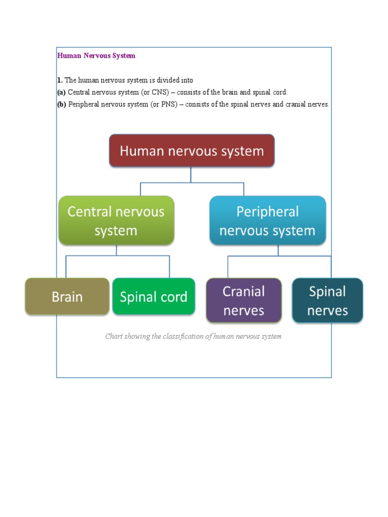 Human Nervous System Pdf _ THE HUMAN NERVOUS SYSTEM – NUXXL