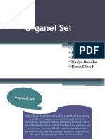 Organel Sel2